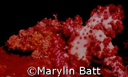 Hide in plain sight.  Red scorpion fish on red soft coral... by Marylin Batt 